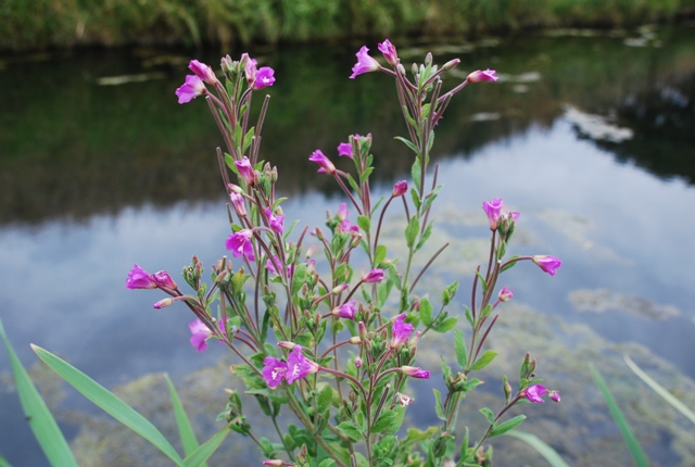 Epilobium hirsutum